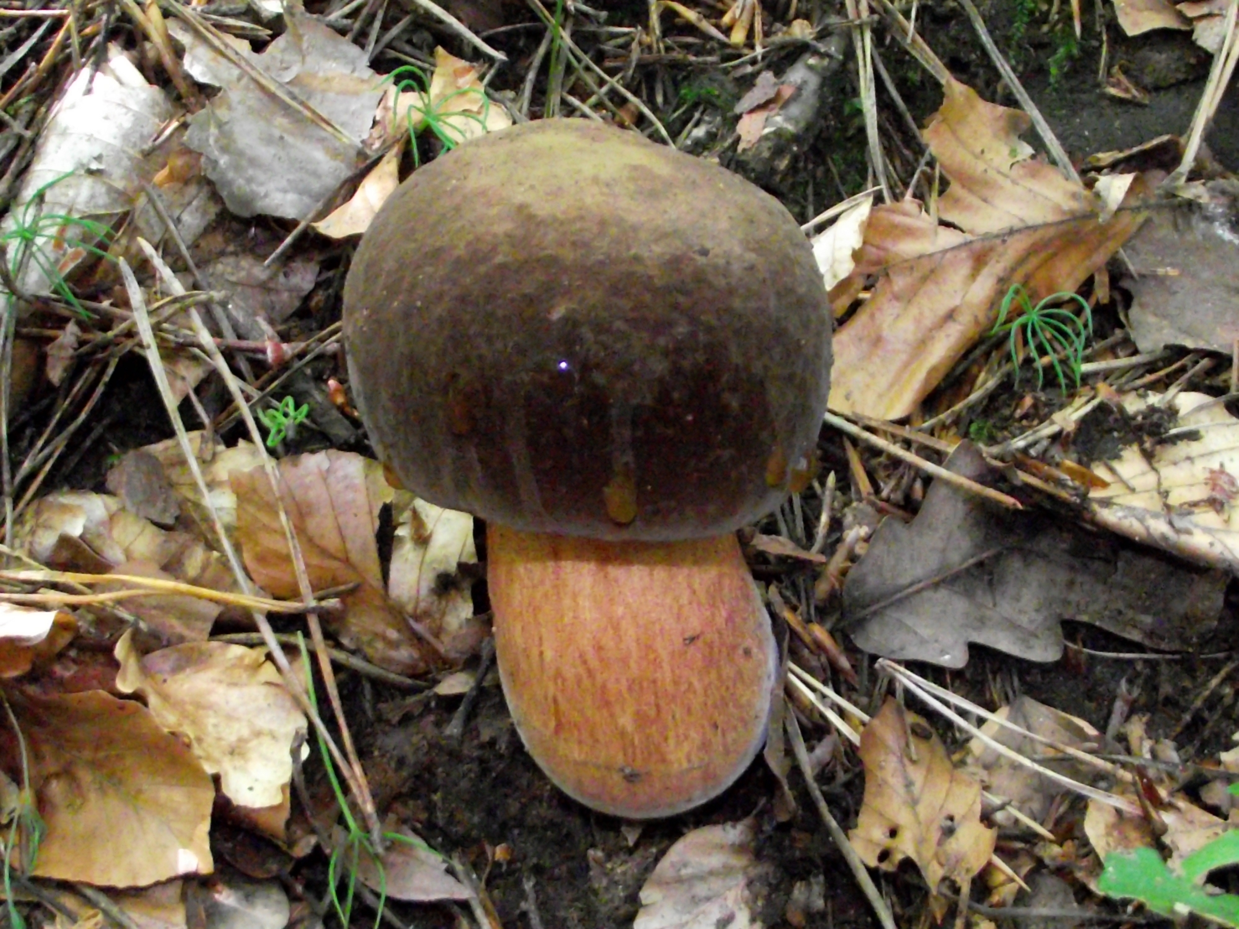 Flockenstieliger Hexenröhrling